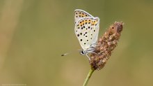 Schwefelvögelchen