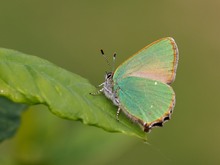 Callophrys rubi, Brombeerzipfelfalter