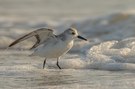 Sanderling