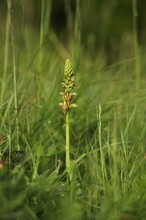 Orchis antrophopora