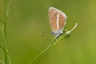 Polyommatus damon