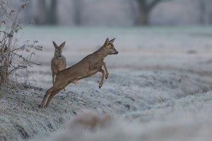 Springbock ;-)