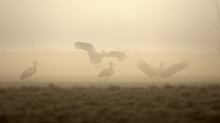 Im morgentlichen Gegenlicht bei Nebel