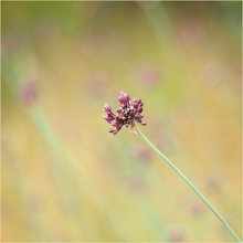 Schlangen-Lauch,  Allium scorodoprasum