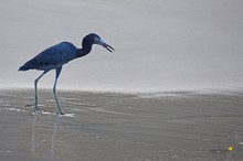 Blaureiher (Egretta caerulea)