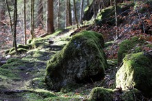 Winterwald ohne Schnee