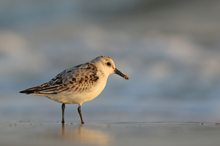 Sanderling