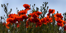 Mohn