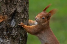 Den Baum schmeiss ich um !!!!