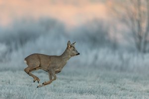 Mit Galopp in den Morgen