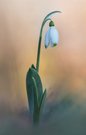 Frühling in Sicht... Teil II