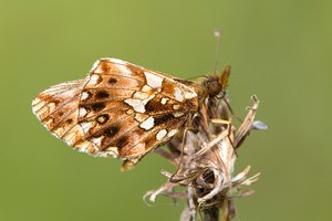 Magerrasen Perlmutterfalter