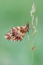 Boloria dia