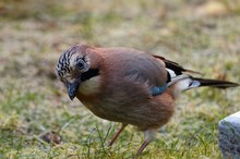 Eichelhäher _morgendliche Futtersuche