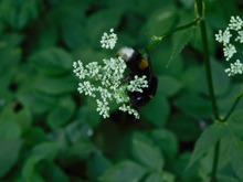 kleine Hummel