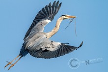 Graureiher / Fischreiher (Ardea cinerea) im Flug