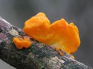 Riesen- Gallertträne
