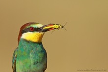 Portrait mit Grashüpfer