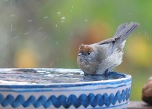 Mönchgrasmückenweibchen beim Bad