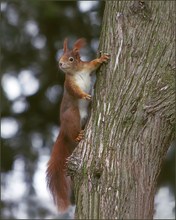 *Hörnchen on Tour*