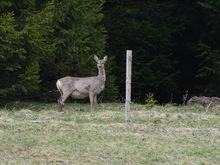 Hochschwanger