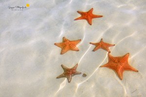 starfish