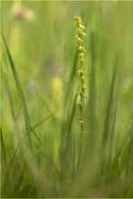 Einknollige Honigorchis (Herminium monorchis)