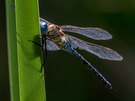 Blue-eyed Hawker. Selten!