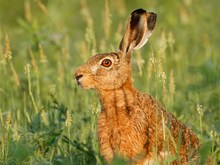 Nasser Hase im Juni