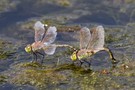 Anax ephippiger bei der Eiablage. Sehr selten!