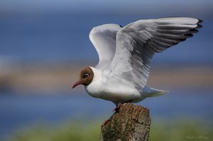 Lachmöve - Black Headed Gull