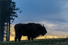 Wildlebender Wisent im Wittgensteiner Land