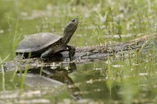 Europäische Sumpfschildkröte