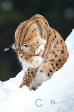 Luchs putzt sich im Schnee