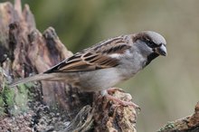 Der Spatz vom Futterplatz