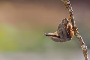 Upside down