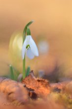 Ein Glöckchen läutet das Frühjahr ein