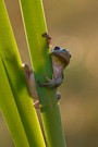 Der Froschkönig...