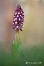 Himantoglossum robertianum