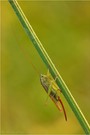 Langflüglige Schwertschrecke (Conocephalus fuscus)