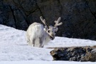 Ein Spitzbergen - Rentier