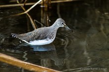 Waldwasserläufer