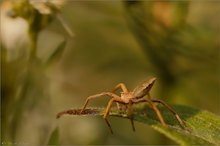 Listspinne (Pisaura mirabilis)