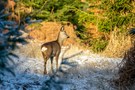 Junges Böckchen in der Morgensonne