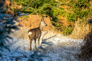 Junges Böckchen in der Morgensonne