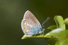 Storchschnabel Bläuling