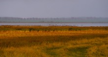 Nebel, Gänse, Gras