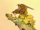 Der Goldene Reiter! ;-)