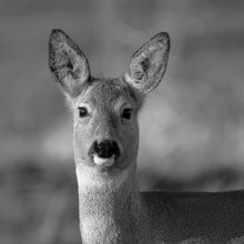 Rehwild  _morgendliches Portrait am Wiesenrand