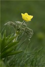 Schwefel-Anemone (Pulsatilla alpina subsp. apiifolia)
